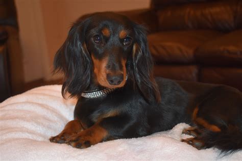 dachshunds for sale in austin texas